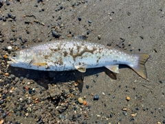 アメマスの釣果