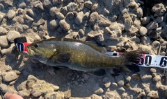 スモールマウスバスの釣果