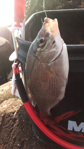 ウミタナゴの釣果