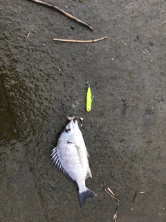 キビレの釣果