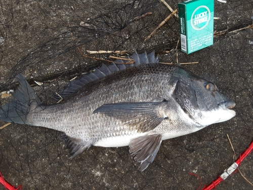 チヌの釣果