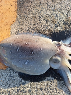 モンゴウイカの釣果