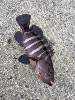 マハタの釣果