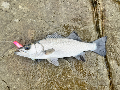 ヒラスズキの釣果