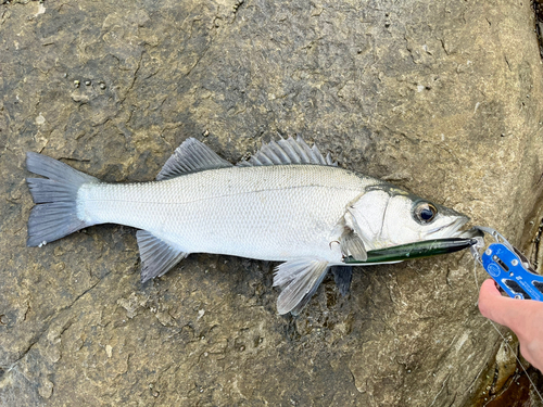 ヒラスズキの釣果