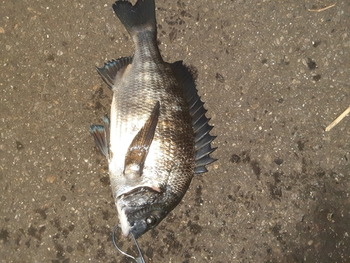 チヌの釣果