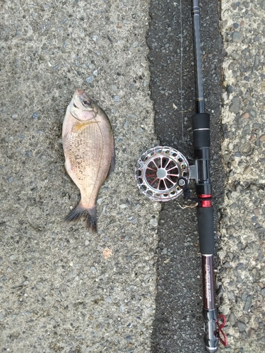 マタナゴの釣果