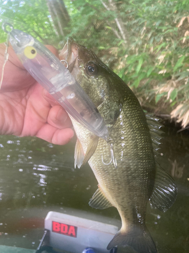 ラージマウスバスの釣果