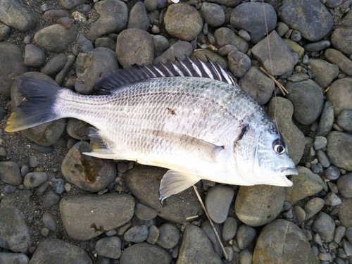 キビレの釣果