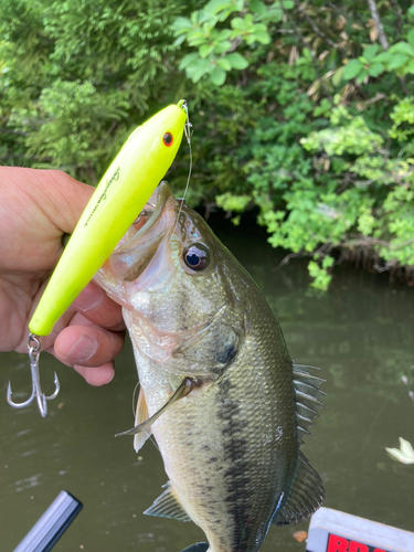 ラージマウスバスの釣果