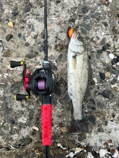 セイゴ（マルスズキ）の釣果