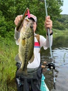 ブラックバスの釣果