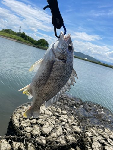 キビレの釣果