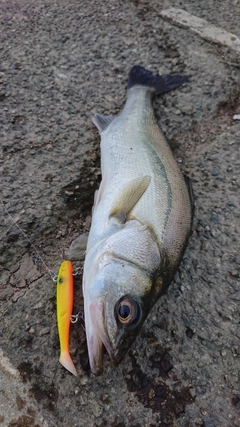 セイゴ（マルスズキ）の釣果