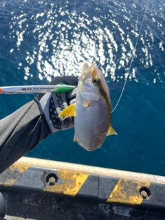 ショゴの釣果