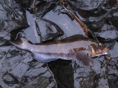 アイナメの釣果