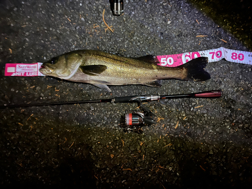 シーバスの釣果