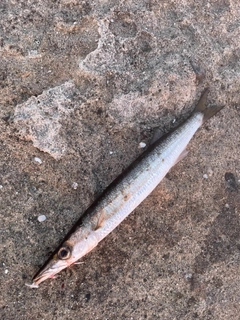 タイワンカマスの釣果