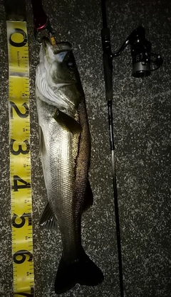 シーバスの釣果