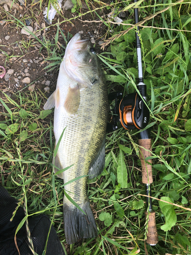 ブラックバスの釣果