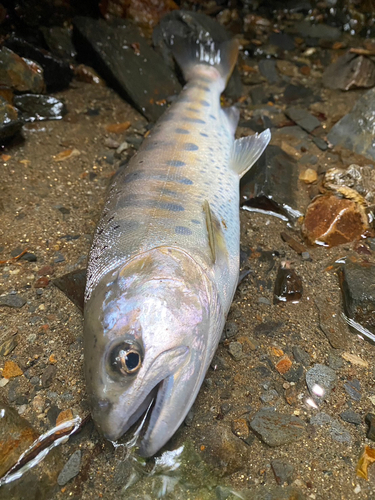 ヤマメの釣果