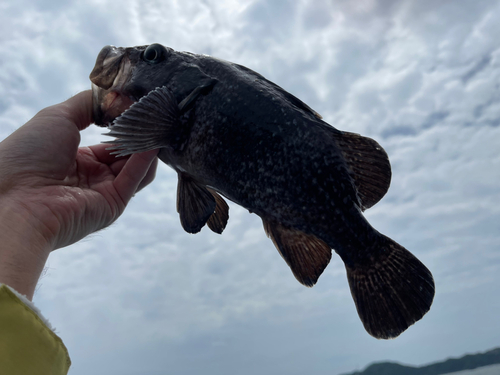 マゾイの釣果