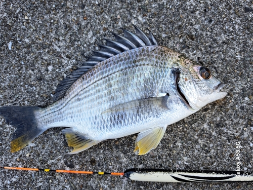 キビレの釣果