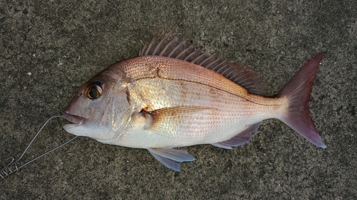 マダイの釣果