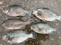 クチブトグレの釣果