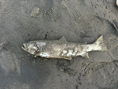 アメマスの釣果