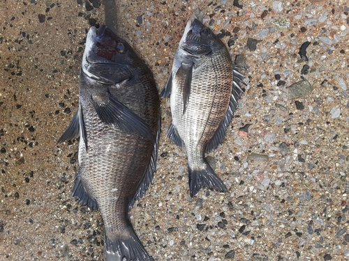 チヌの釣果