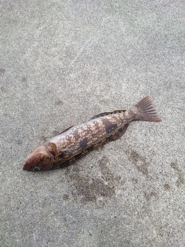 アイナメの釣果