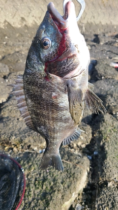 クロダイの釣果