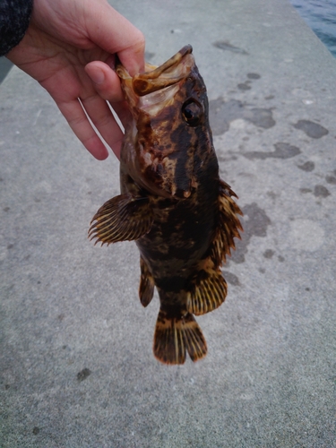 タケノコメバルの釣果