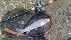 エゾイワナの釣果