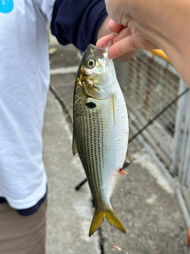 コノシロの釣果