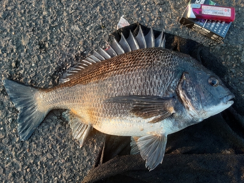 チヌの釣果