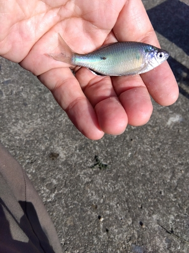 タナゴの釣果