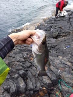 ヒラスズキの釣果