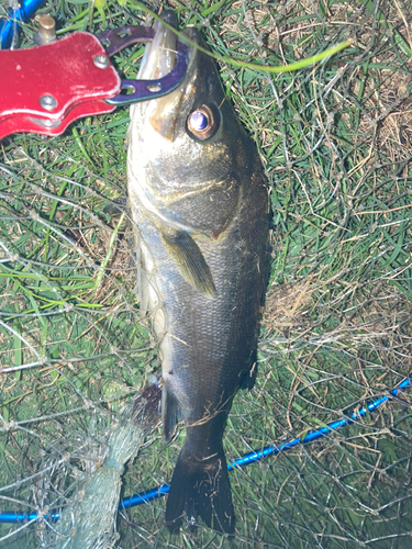 フッコ（マルスズキ）の釣果