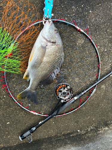 キビレの釣果