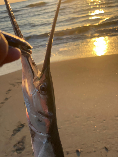 ダツの釣果