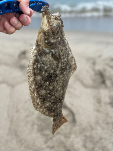 ソゲの釣果