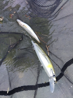 アユの釣果