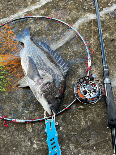 チヌの釣果