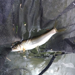 アユの釣果