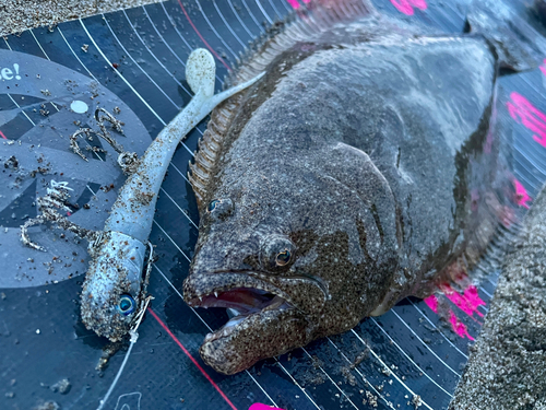 ヒラメの釣果