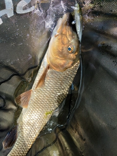 ニゴイの釣果