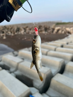 クサフグの釣果