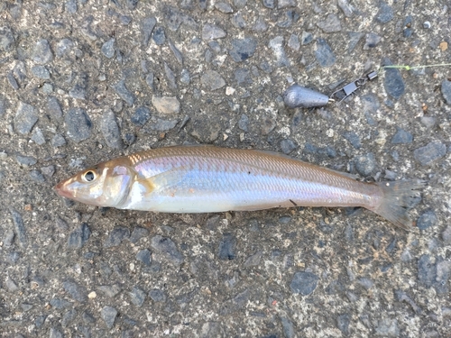 シロギスの釣果